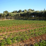 Masseria Didattica “La Fattoria”
