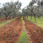 Masseria Didattica “D’Aurelio Lanzilao”