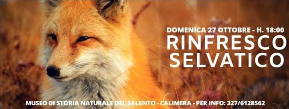 Featured image for “Rinfresco Selvatico”