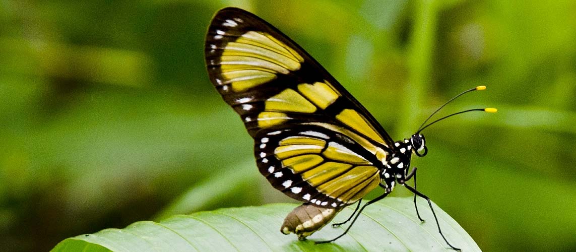 Featured image for “Riapre il Museo di Calimera Naturalia”
