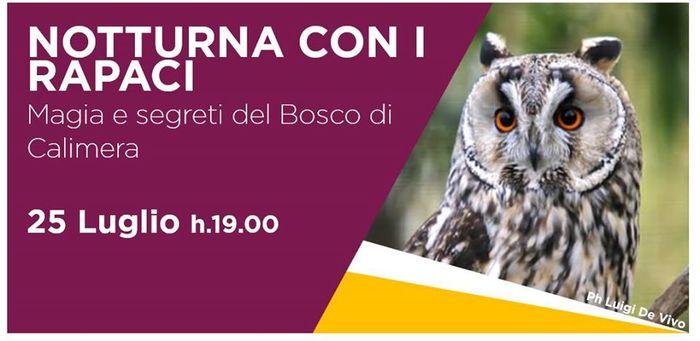 Featured image for “Notturna con i Rapaci”