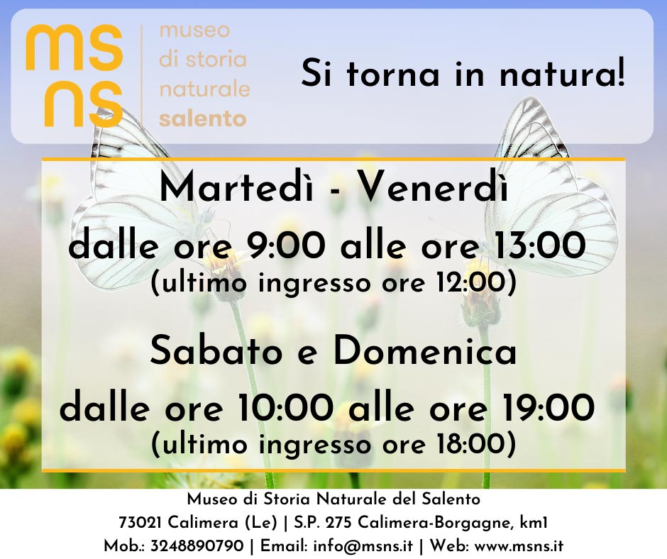 Featured image for “RIAPRE IL MSNS – Museo di Storia Naturale del Salento”