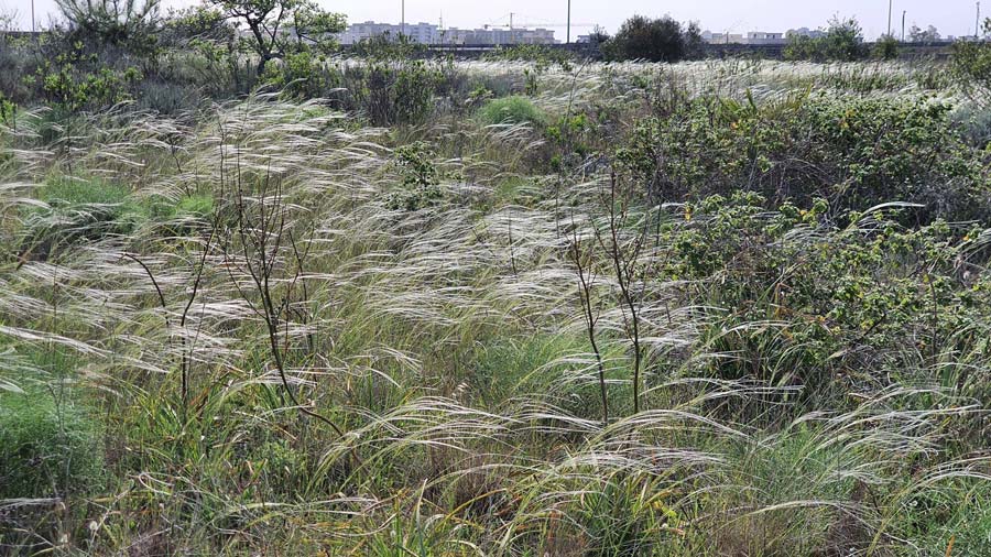 Featured image for “Passeggiate nella biodiversità dell’Orto Botanico del Salento”