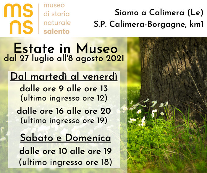 Featured image for “Estate in Museo”