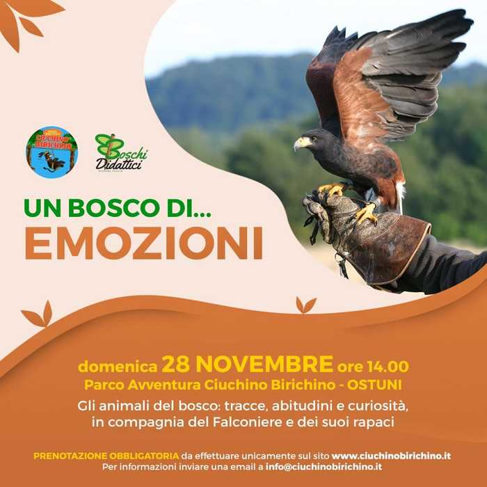 Featured image for “Un bosco di emozioni”