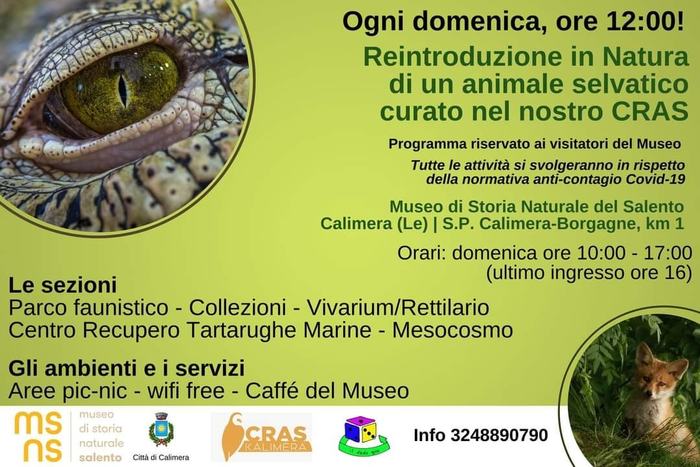 Featured image for “Reintroduzione in natura di un animale selvatico”