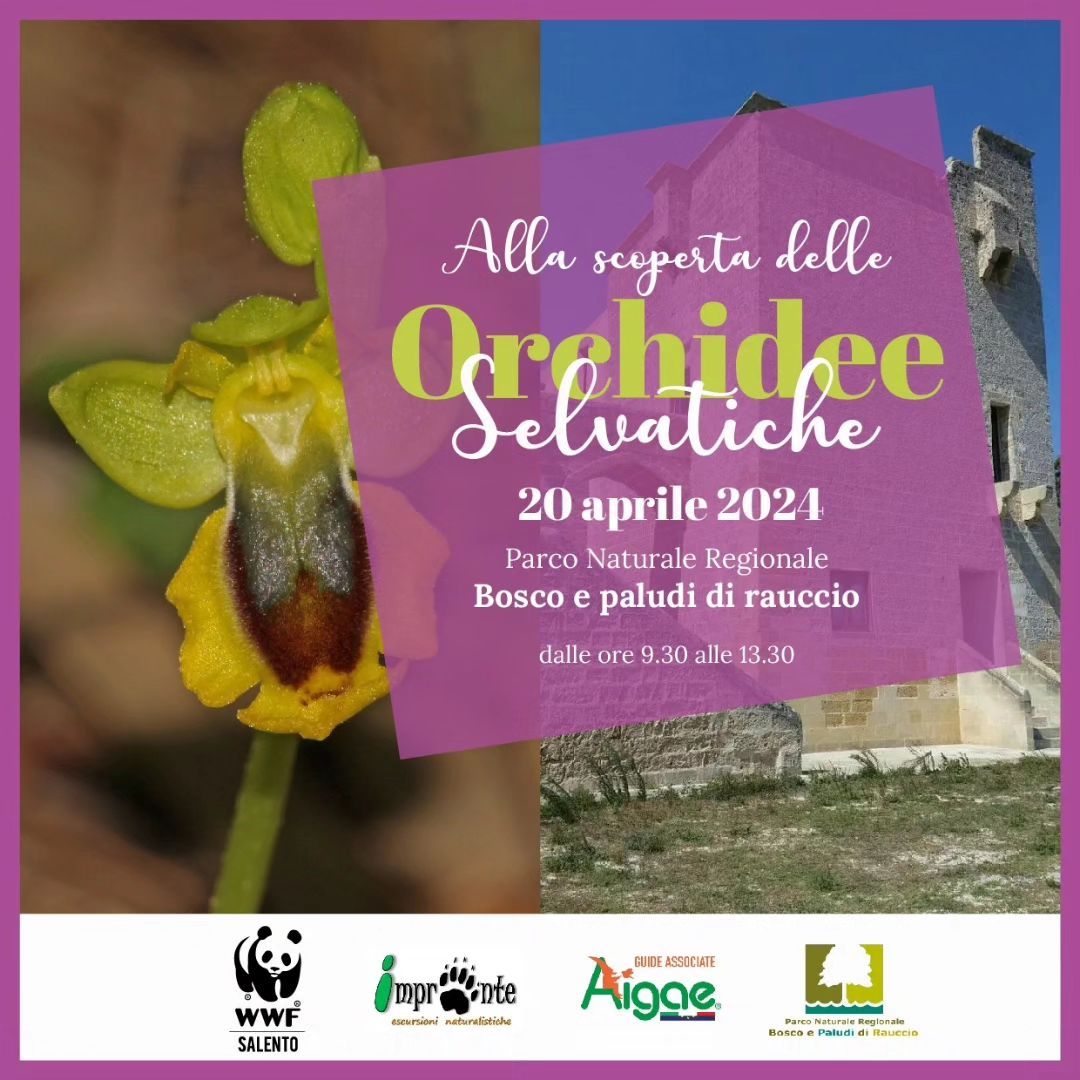 Featured image for “Alla scoperta delle orchidee selvatiche”