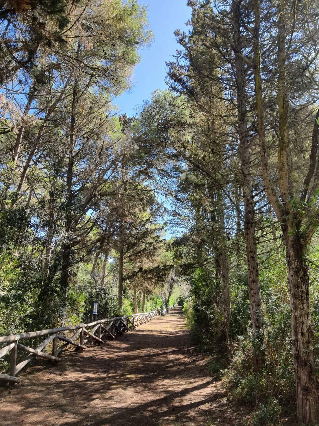 Featured image for “Forest Bathing”
