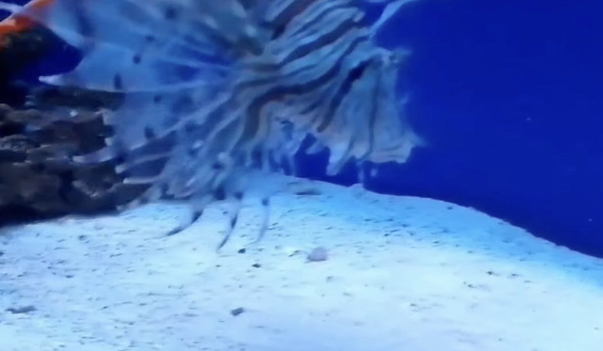 Featured image for “1° maggio all’Acquario del Salento”